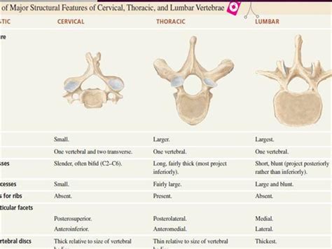 Find everything you need about thoracic vertebrae 1, 10, 11 and 12. 3-Vertebral Column |authorSTREAM