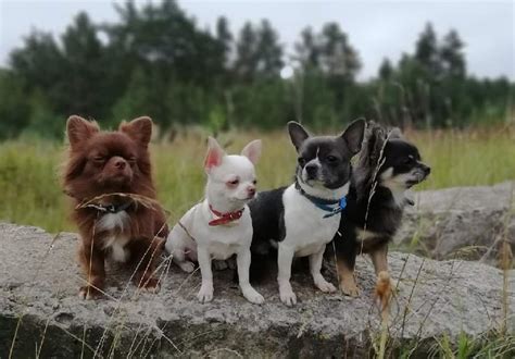 ¿cuántos Tipos De Perros Chihuahua Hay Y Cuáles Son