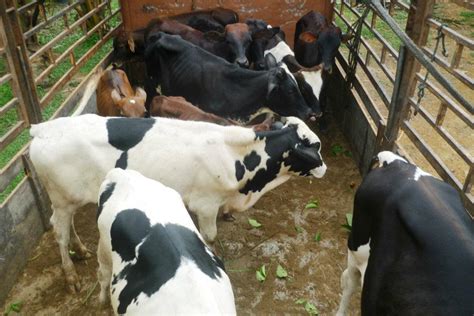 Minuman air bersih sentiasa disediakan dalam petak ragutan konsep pintar. cikgu anept: Anak lembu susu