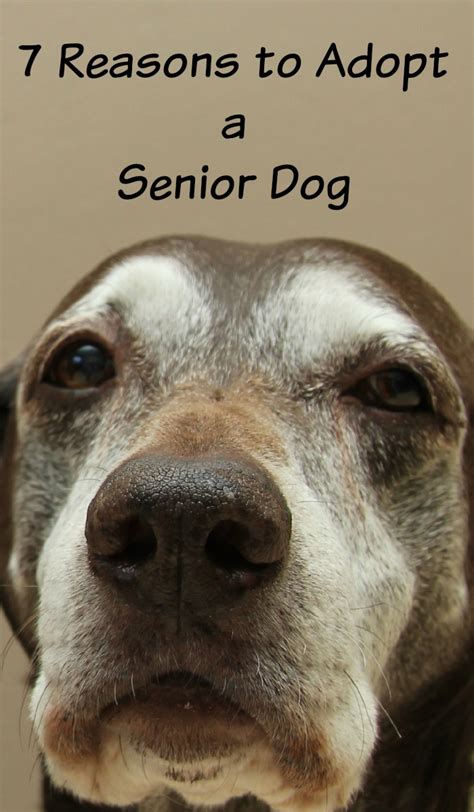 7 Reasons To Adopt A Senior Dog