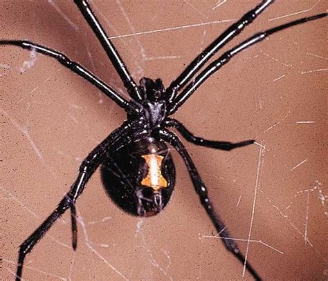 They weigh around 1 gram (0.035 ounce). Interesting facts about Black widow spiders | Black widow ...