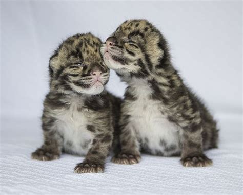 Its Two More Baby Clouded Leopards For Nashville Zoo