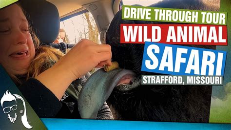 Wild Animal Safari Strafford Mo Drive Through Tour Youtube