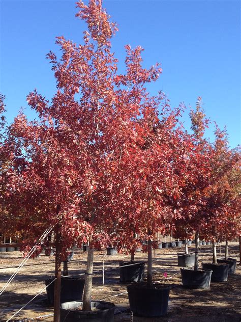 Red Oak Fall Color Fannin Tree Farm