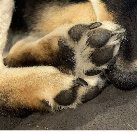 Pin By Cate Casper On Paws Dogs Animals Paw