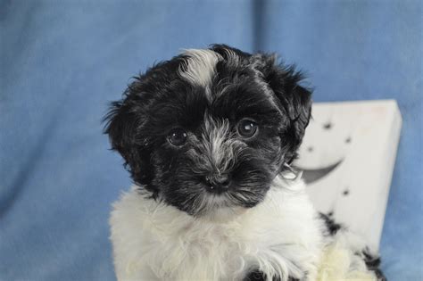 Puppyfinder.com is secure, simple and efficient way to find a puppy, sell a puppy or addopt dogs via internet. Havanese Puppies for Sale | Royal Flush Havanese