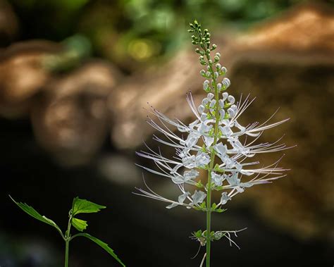 How To Grow And Care For Cat Whiskers Plant Orthosiphon Aristatus