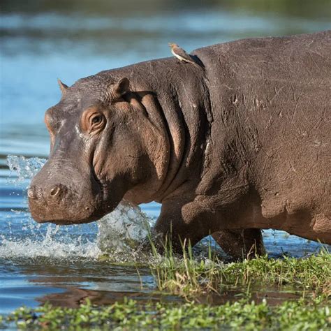 Where Do Hippos Live Location And Habitat Animal Ways