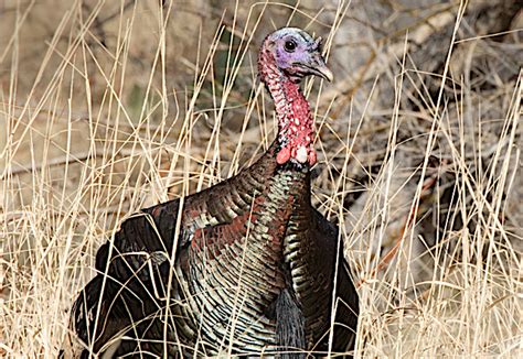 Fall Turkey Hunting A Pennsylvania Tradition Game And Fish