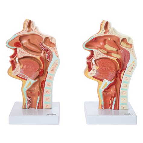 Buy Axis Scientific Human Larynx And Pharynx Disorders Model Shows