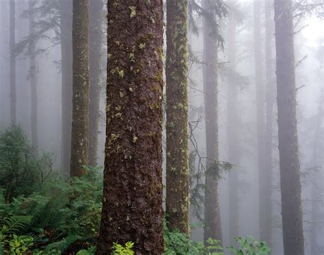 1008 Coastal Forest Heavy Fog Cape Lookout State Park Oregon Bryan