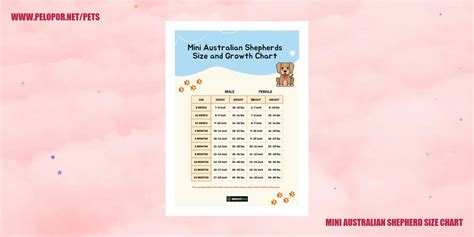 Mini Australian Shepherd Size Chart