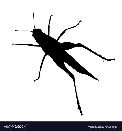 Grasshopper Silhouette On White Isolated Vector Image