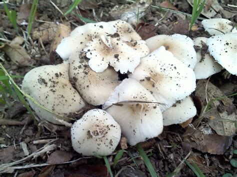 Texas Yard Mushrooms Id Please Mushroom Hunting And Identification