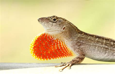 30 Types Of Lizards In Florida With Pictures Animal Hype