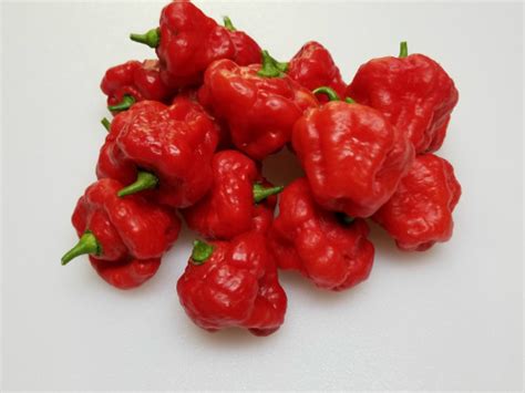 Aji Cachucha Pepper 10 Seeds Super Hot Chiles