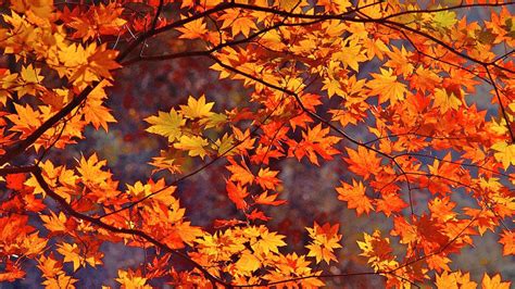 Autumn Leaves Wallpaper Hd Download Wallpapers On Wallpapersafari