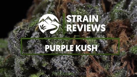 Strain Profile Purple Kush Youtube