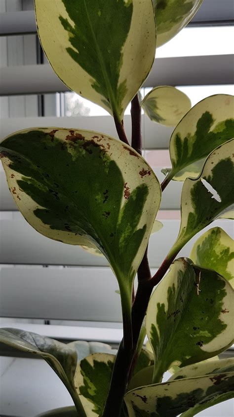 Ask A Question Forum Peperomia Brown Spots
