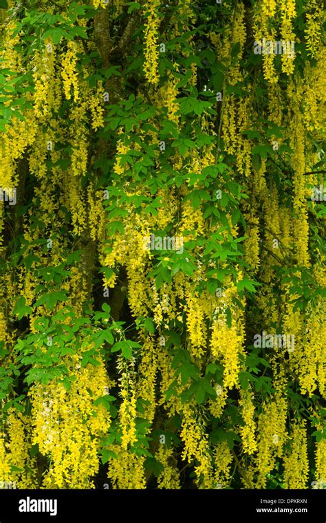A Laburnum Tree In Blossom In The Spring Oregon Usa Stock Photo Alamy
