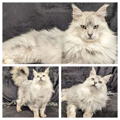 Boaz Simba Black Silver Shaded Gold Rush Maine Coons