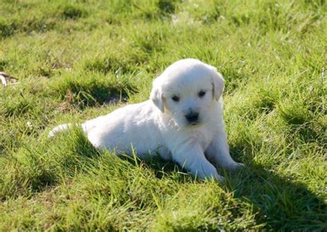 Labrador retriever puppies (bonney lake seattle ). AKC Full English Cream Golden Retriever Puppies! Champion ...