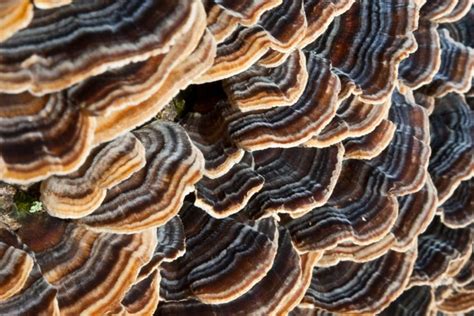 Shelf Mushrooms Edible And Medicinal Ganoderma Is A Genus Of Polypore