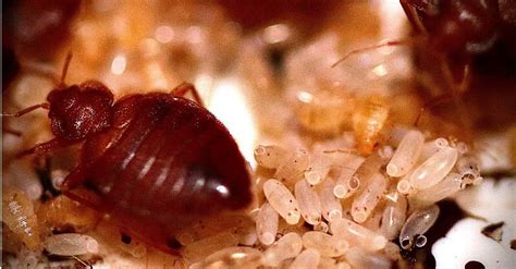 What Do Bed Bugs Eat Lets Find Out A Z Animals