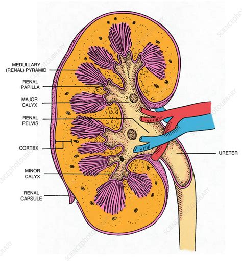 Anatomy Of The Human Kidney Cross Section Stock Illustration Images