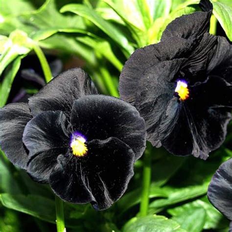 50 Black Velvet Giant Pansy Seeds Welldales