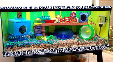 Patchs Pad And Hamster Picture Of The Day Hamster Cages Hamster