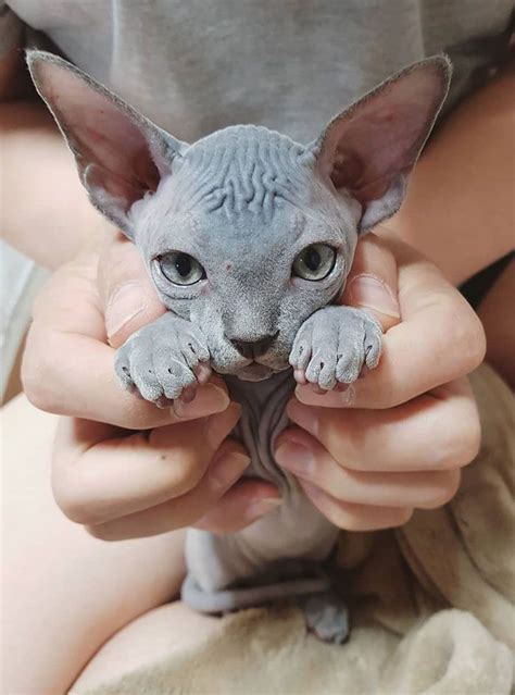 This Super Cute Sphynx Kitten Cute Hairless Cat Sphynx Cat Hairless Cat