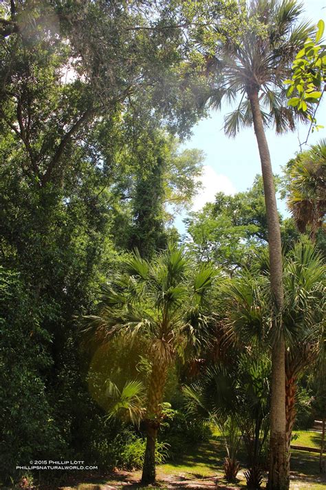 Floridas Thorniest Native Plants Phillips Natural World