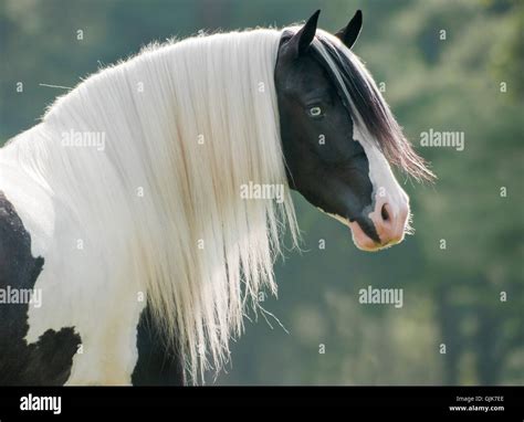 Head Of Beautiful Gypsy Vanner Horse Mare With White Mane