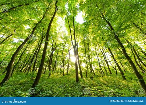 Spring Forest Trees Nature Green Wood Sunlight Backgrounds Stock Image