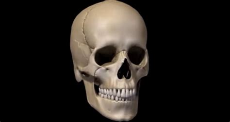 V Deo Anatomia Dos Ossos Do Cr Nio E Da Face Raios Xis