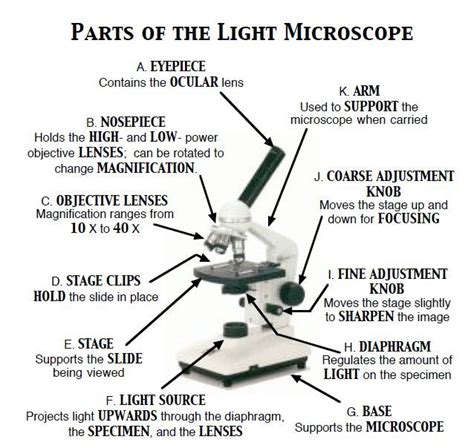 A Diagram Showing All Of The Parts Of A Compound Light Microscope