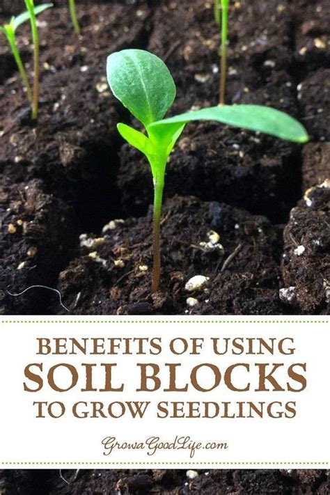 Soil Blocks To Grow Seedlings Growing Seedlings Growing Vegetables