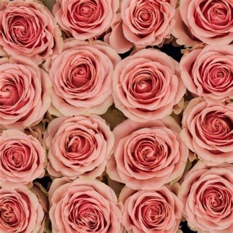 Buy Pink Bi Color Eyecatcher Roses Rose Farmers