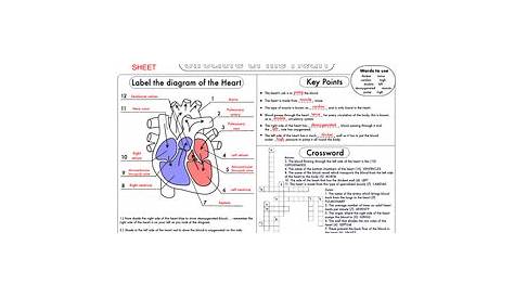 structure of the heart worksheets answers