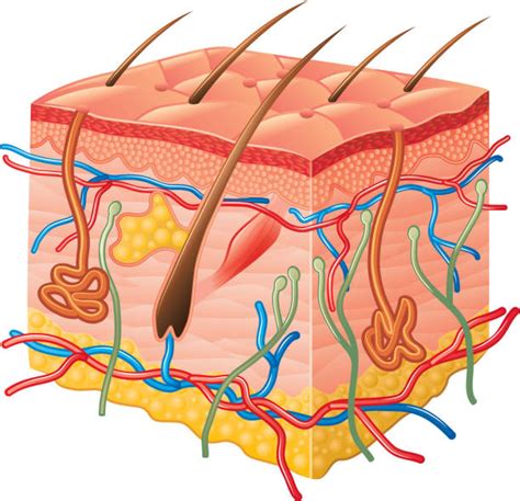 Clip Art Of Cross Section Of Human Skin Illustrations Royalty Free