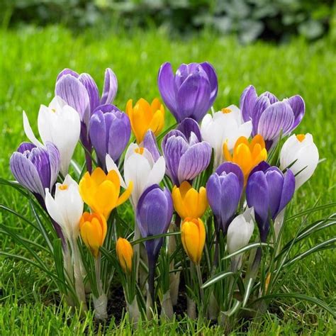 Plant Bulbs In Fall To Achieve Colorful Spring Gardens