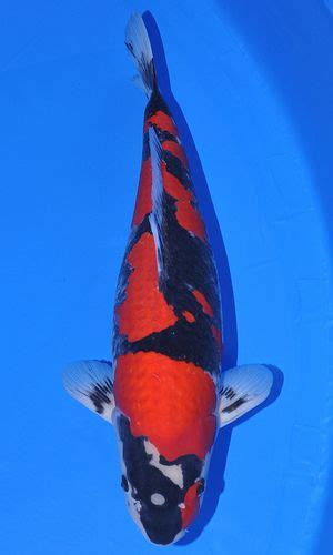 Goshiki 65Bu | Koi fish colors, Koi fish, Koi fish pond