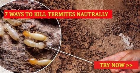 How To Get Rid Of Termites In Plants Boulderwoodgroupcom Blog