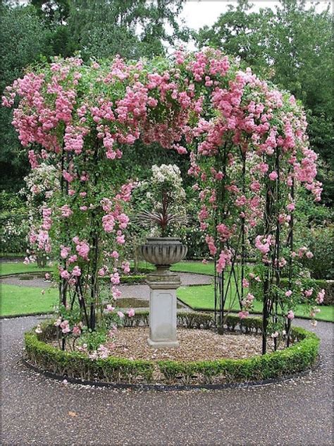 13 Best Climbing Roses For You Gardens