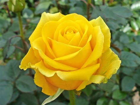 Images Of Yellow Roses Wallpapers Gallery