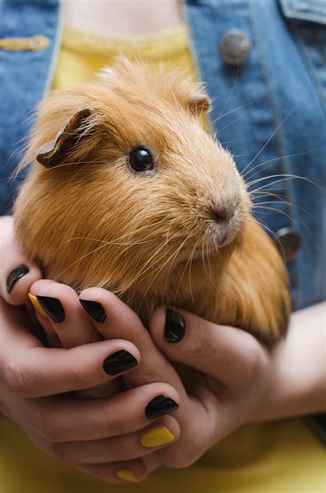 But many still wonder, how big french bulldogs get and how much they weigh. How Big Do Guinea Pigs Get? A Guinea Pig Size Guide by ...