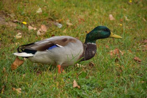 Male Mallard Duck On The Grass In The Park Stock Photo Image Of Beak