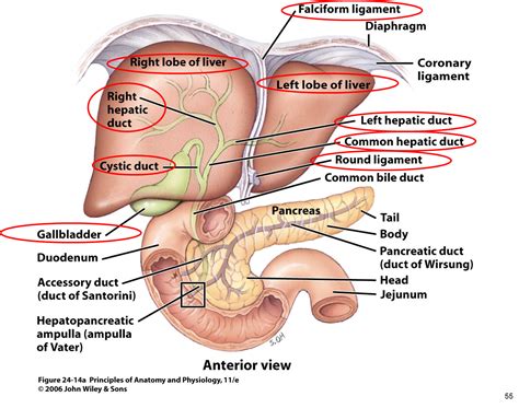 Anatomy Of Liver And Gallbladder