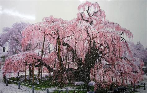 Snow On Cherry Blossoms In Nagano Cherry Blossom Landscape Photos